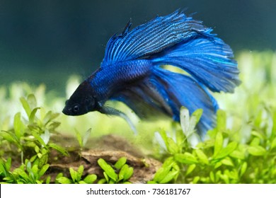 Blue Halfmoon Betta Fish