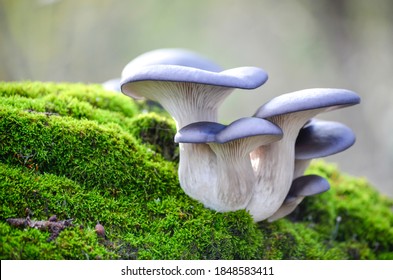 Blue hat of oyster mushrooms growing on green moss close up
