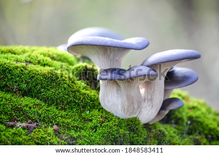 Blue hat of oyster mushrooms growing on green moss close up