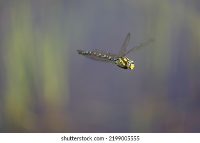 Blue Hawker Flying Over A Swamp In France