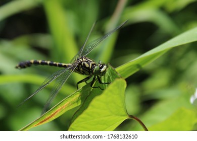 Blue Hawker On A Leaf