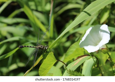 Blue Hawker On A Leaf