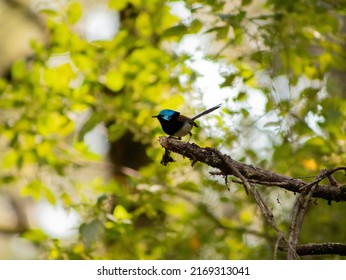 blue head fairy wren perched on a branch
