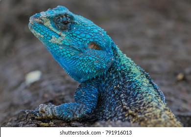 Blue Headed Agama Lizard High Res Stock Images Shutterstock