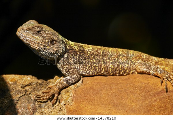 Blue Headed Agama Lizard Bloukop Koggelmander Stock Photo (Edit Now ...