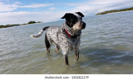 Blue Healer, Australian Cattle Dog, Stands In The Water At The Bonita Springs, Florida Dog Beach In December.