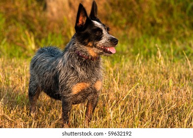 Blue Healer Cross