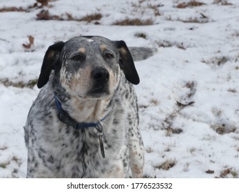 Blue Healer Dog In Snow