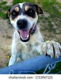 Blue Healer Mix Standing Against Fence