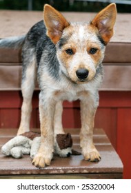 Blue Healer Puppy