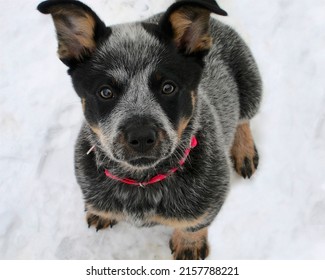 Blue Healer Puppy's Undivided Attention 