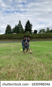 Blue Healer Running Happy And Free Enjoying Nature