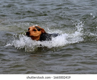 Blue Healer Swimming And Splashing