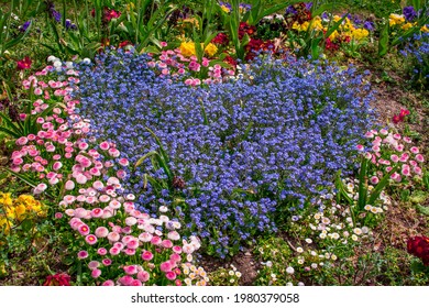 Blue Heard Shape Flowers In Spring Garden