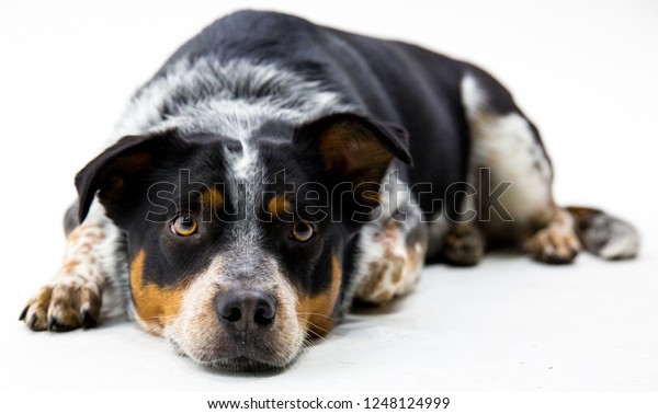 Blue Heeler Border Collie Mix Stock Image Download Now