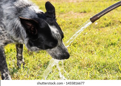 Blue Heeler dog drinking out of a water hose on a hot summer afternoon