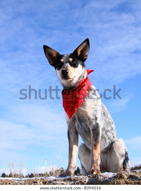 perros blue heeler