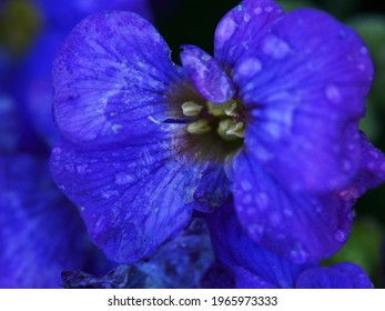 Blue Heliotrope Flower In The Garden