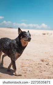 blue heller dog on the beach