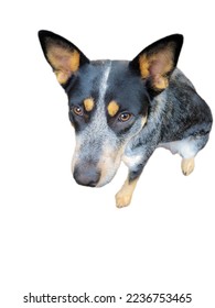 blue heller dog with white background