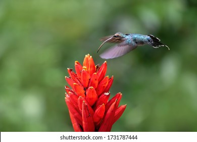 Blue hermit hummingbird with red flower