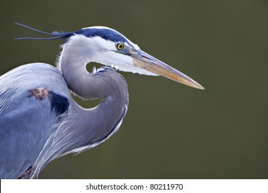 Blue Heron