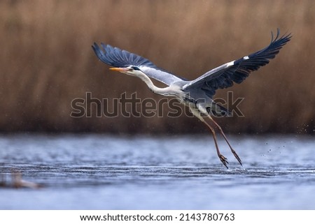 Blue heron ardea cinerea take off flying from lake grey heron in natural habitat