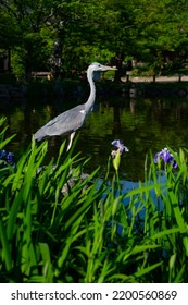 Blue Heron Bird Fishing Over A Park Pond