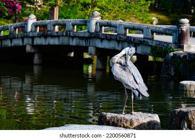 Blue Heron Bird Fishing Over A Park Pond