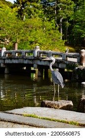 Blue Heron Bird Fishing Over A Park Pond