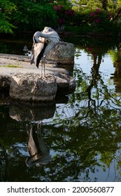 Blue Heron Bird Fishing Over A Park Pond