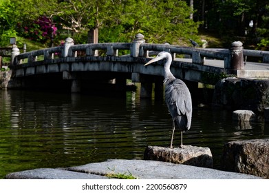 Blue Heron Bird Fishing Over A Park Pond