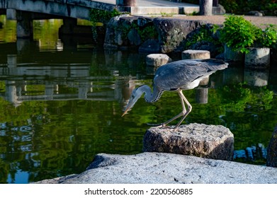 Blue Heron Bird Fishing Over A Park Pond