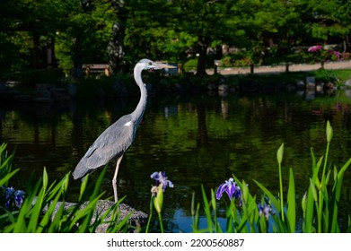 Blue Heron Bird Fishing Over A Park Pond