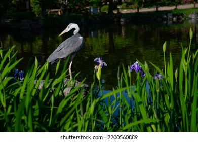 Blue Heron Bird Fishing Over A Park Pond