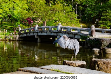 Blue Heron Bird With Stretched Wing Over A Park Pond