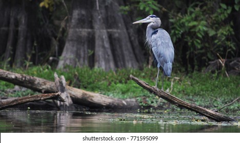 Blue Heron Caddo Lake