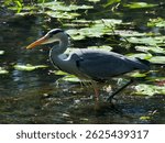 blue heron  fishing in the lake 