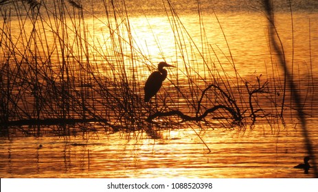 Blue Heron Fishing At Sunset In Lake Erie