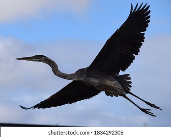 Heron in Flight Images, Stock Photos & Vectors | Shutterstock