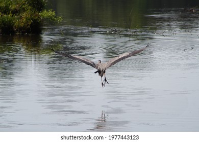 Blue Heron in Flight Over Lake