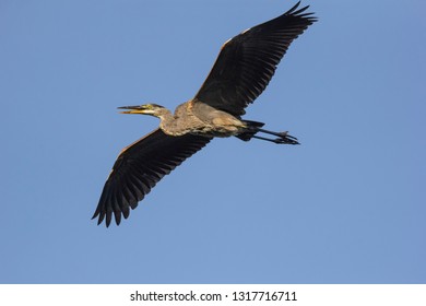 Blue Heron Flying Over Head In The Hudson Valley