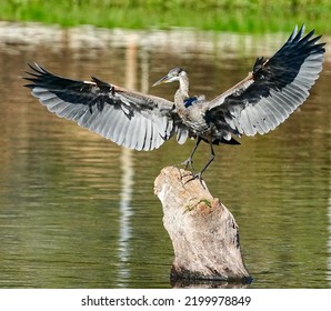 Blue Heron Flying Through The Air.