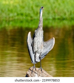 Blue Heron Flying Through The Air.