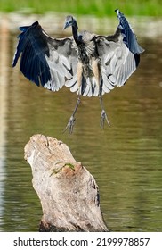 Blue Heron Flying Through The Air.