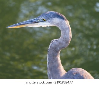 Blue Heron, Jackson Park Chicago