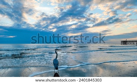Blue Heron on beach Redington Beach Florida Sunset Original photo by Christy Mandeville
