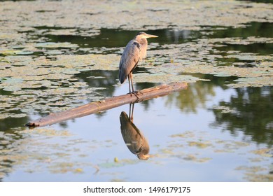 Blue Heron On A Log. Port Franks Ontario Canada