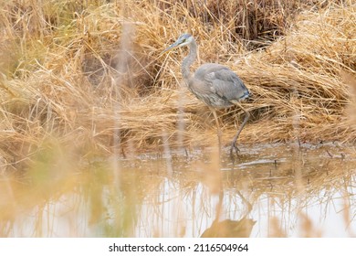 Blue Heron Remain In Coastal Wetlands Year Round For Food And Tall Brown Dried Reed And Aquatic Grass That Grow Along The Mudflats Cover The Swamp Habitat In Fall And Winter Season Waterbirds Like