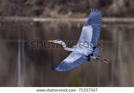 A blue heron spreads its wings wide while flying low to the ground.